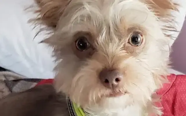 Blissfield Veterinary Services: Griffes Susan DVM in Blissfield, MI