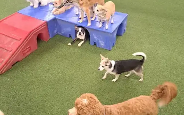 Park-A-Pup Grooming in Novato, CA