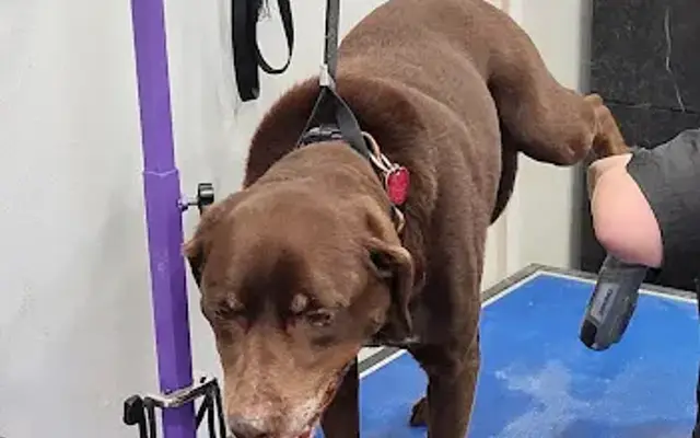 Hounds Lounge Pet Grooming LLC in Traverse City, MI
