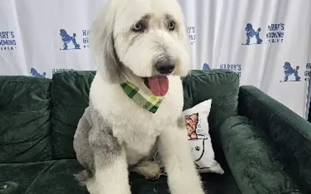 Groom by Harry in Baldwin, NY