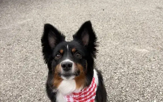 Cloud K9 in Mt Pleasant, PA