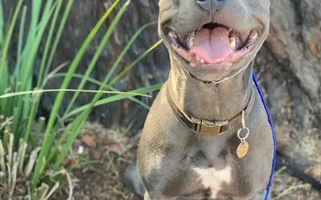 Dogz101 LLC in Redwood City, CA
