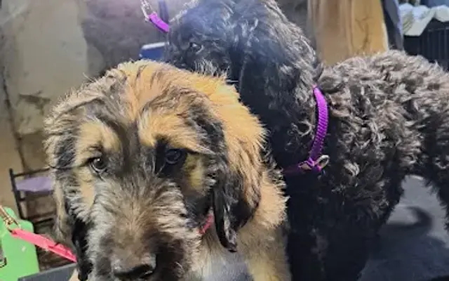 Red Shed Kennel and Grooming in Janesville, MN