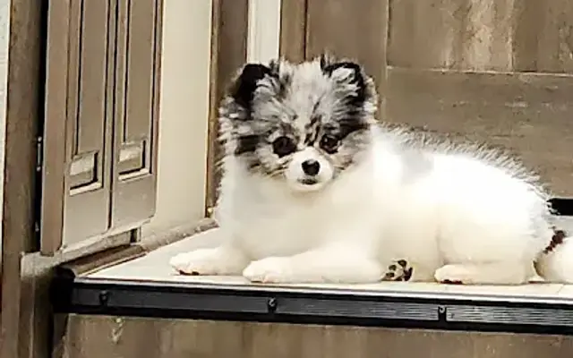 PetSmart Grooming in Pensacola, FL