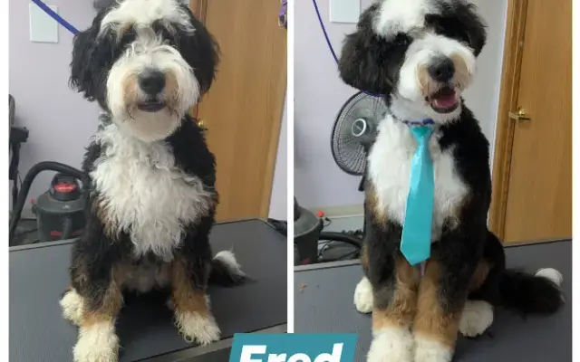 Under One Woof - Dog Boarding, Daycare & Grooming in Oak Park Heights, MN