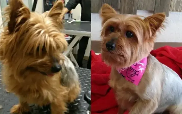 Pampered Pets Grooming in Ennis, TX