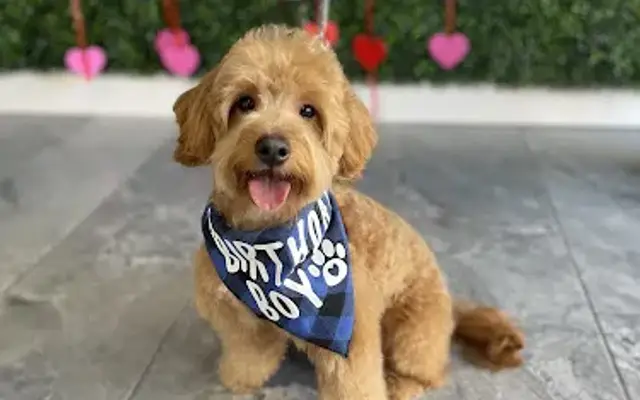 4 Paws Only in Staten Island, NY