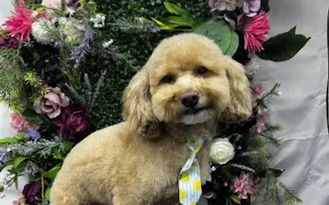 Dog Paws & Awes Grooming in Harker Heights, TX