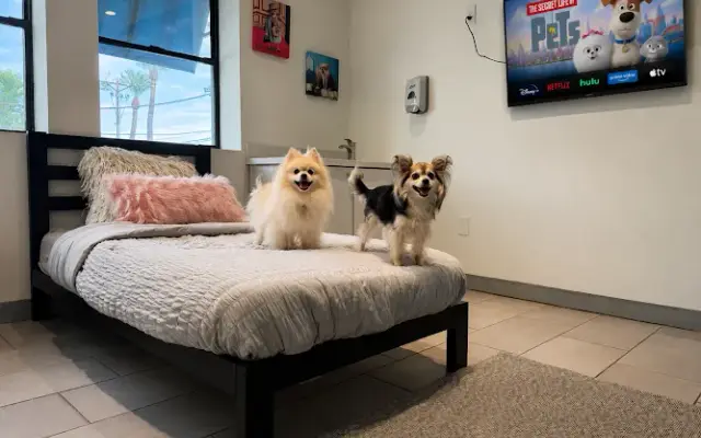 D Pet Hotels Arcadia in Phoenix, AZ