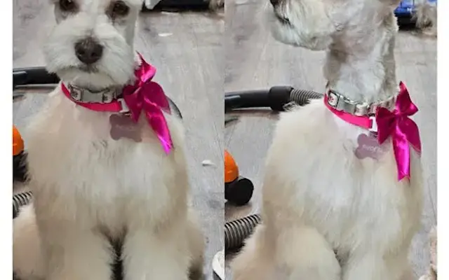 CritterCo Grooming & Boarding in Alvarado, TX