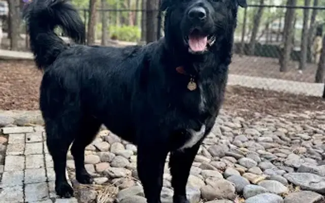 Something to bark about llc in Lakeside, AZ