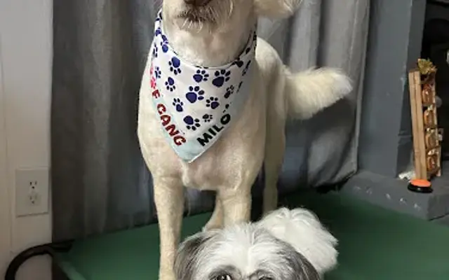 Woof Gang Bakery & Grooming Snellville in Snellville, GA