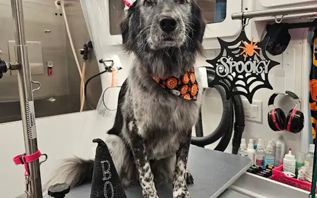 Puggin Fantastic Mobile Grooming in Mesa, AZ