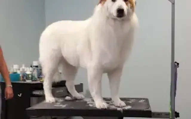 Groomery in Amelia, OH