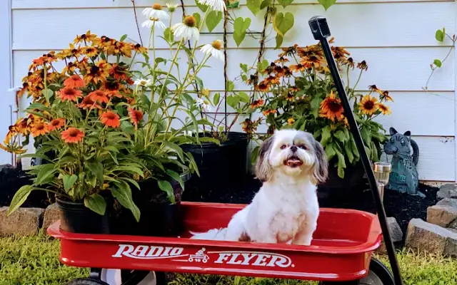 For the Love of Dogs Mobile Grooming in Shrewsbury, NJ