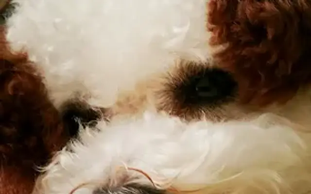 iTouch Dog Grooming in Chatsworth, CA