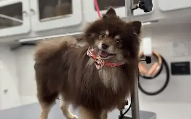 DapperTails Mobile Pet Grooming of Amityville in Massapequa, NY