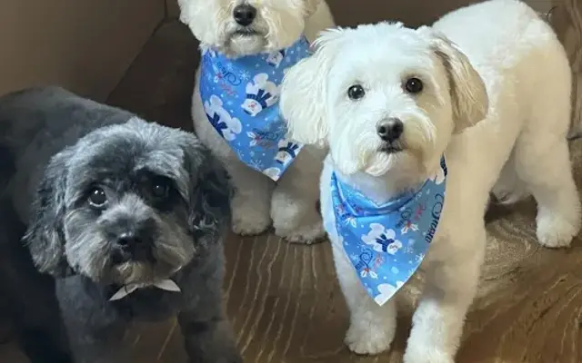 The Grooming Shop in Souderton, PA