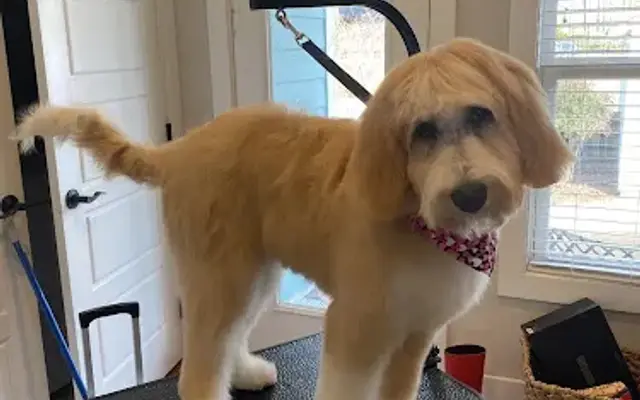 Graham's Elite Grooming in Aberdeen, NC