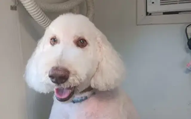 Alamo Pet Spa in Georgetown, TX