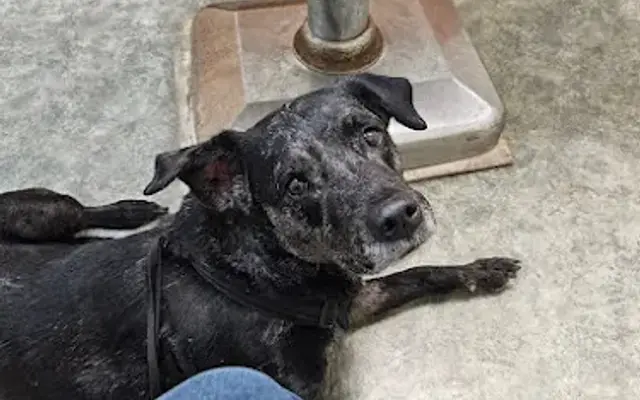 Riverside Animal Hospital in Fayetteville, NC