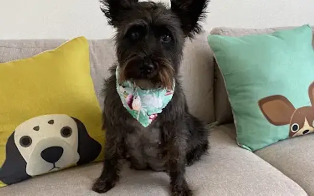 Tucker’s Grooming in Weslaco, TX