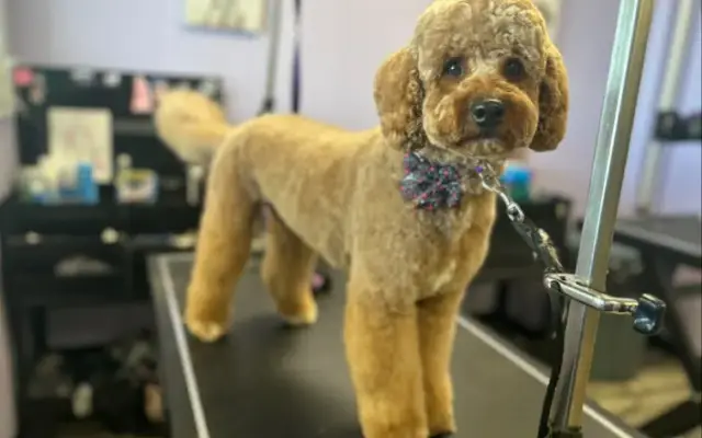 Lysa’s Pet Grooming - Waukee in Waukee, IA
