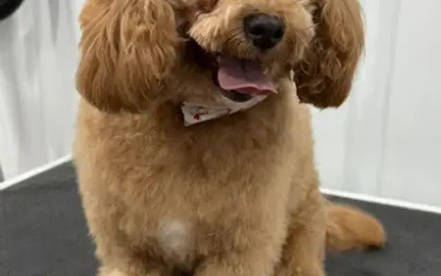 Pawsitive Pet Grooming in Loogootee, IN