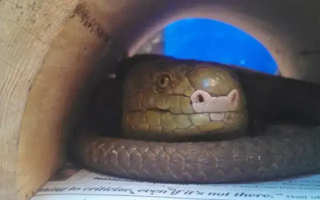 Stahl Exotic Animal Veterinary Services in Fairfax, VA