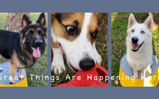 Kingwood Pet Resort in Kingwood, TX