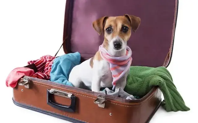 Country Time Pet Retreat (Berkley Kennel) in Berkley, MA