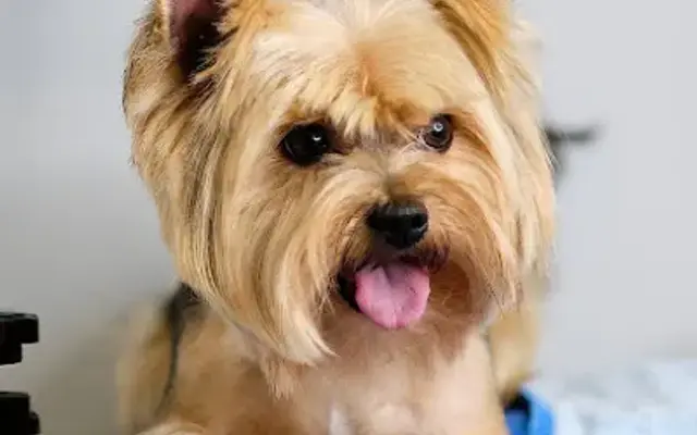 Zoomin Groomin in Dallas, TX
