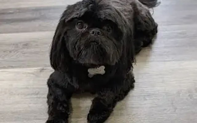 Bobbi's Pet Grooming in Jackson, TN
