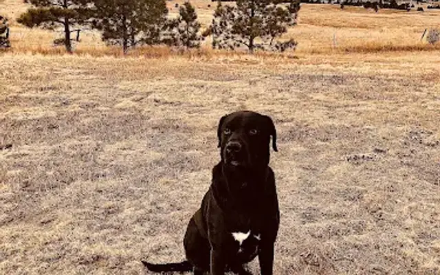 Countryside Kennel in Colorado Springs, CO