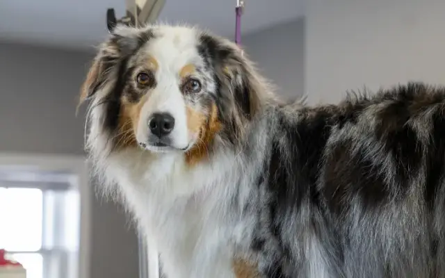 Dogtown Daycare in Gloucester, MA