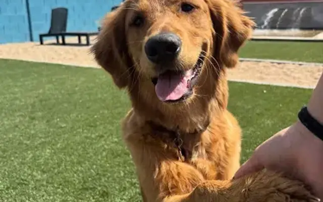 Affordable Dog Grooming East Mesa in Mesa, AZ