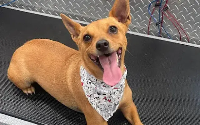 C&M Mobile Pet Grooming of Pembroke Pines in Southwest Ranches, FL