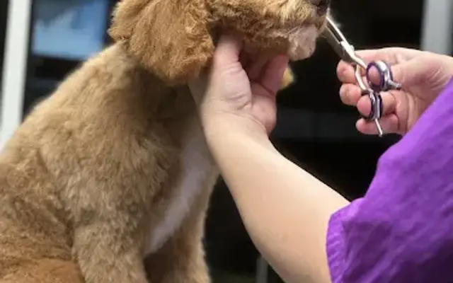 Tidy Tails Mobile Grooming in Sunderland, MD