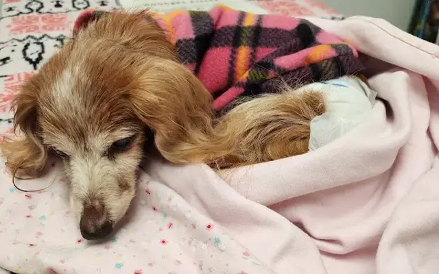 VCA Darien Animal Hospital in Darien, CT
