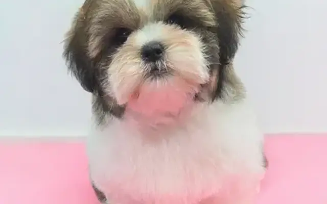 A Posh Pet Parlour in Cape Coral, FL