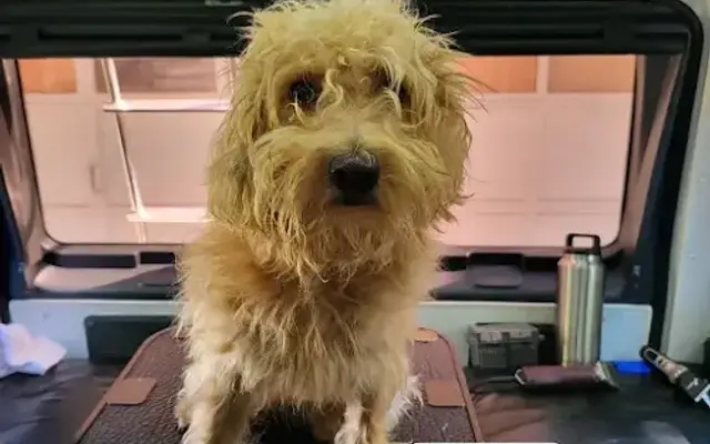 Groom N Go Mobile Pet Spa in Coram, NY