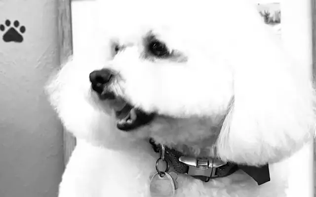 Precious and Snoopy Pet Salon in Houston, TX