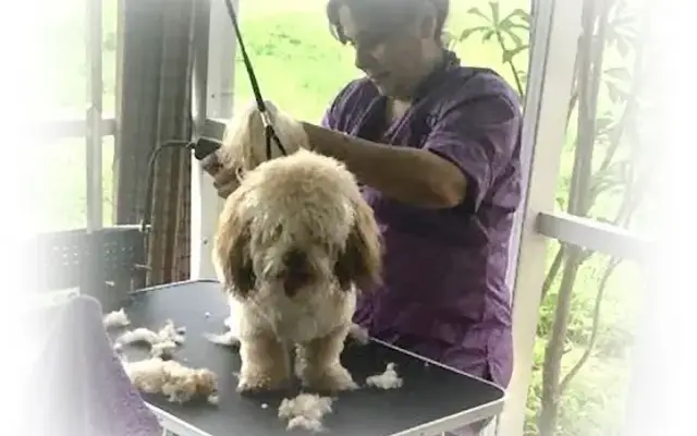Maribel Pets Grooming in Cape Coral, FL