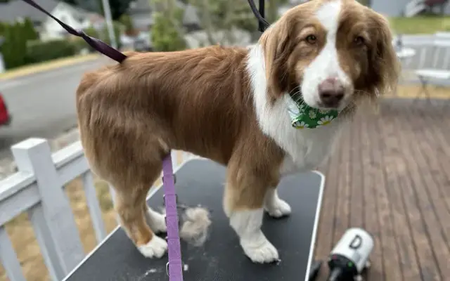 Heart of Hope mobile grooming in Woodinville, WA