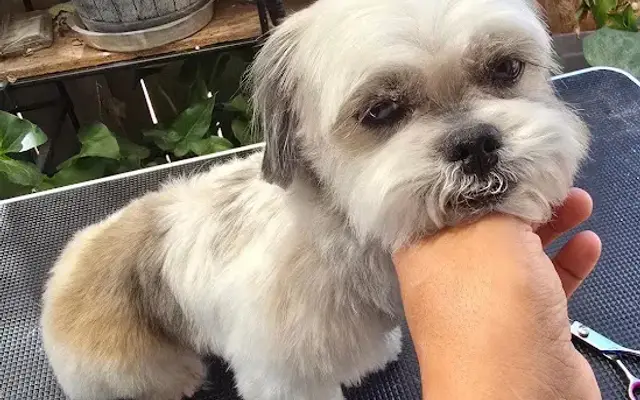 Thalia's Pawsitive Grooming in Riverside, CA