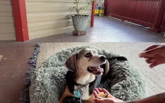 Highland Hollow Canines in Elkins, WV