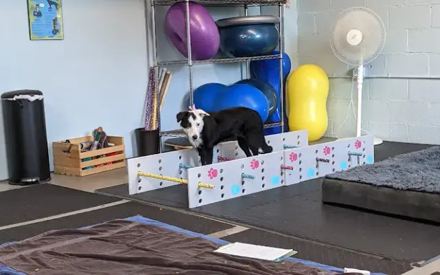 Four Paws Animal Rehabilitation in Olympia, WA