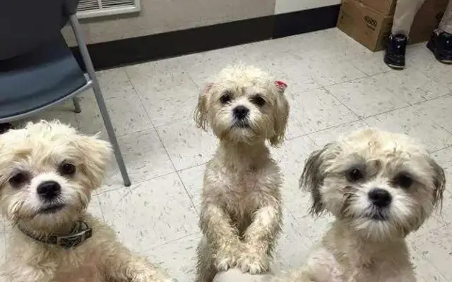 Dog Gone Dirty in Chicago, IL