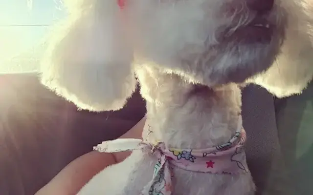 Pucci Pets in Sylmar, CA