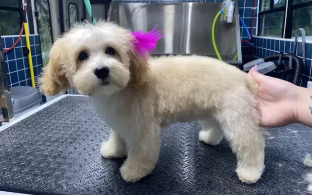 Pullum's Paw Service LLC in Belding, MI